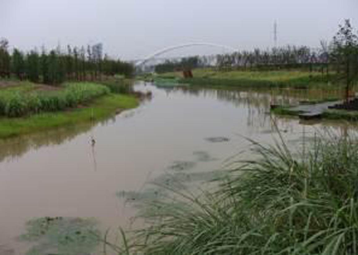 洋湖湿地生态葫芦娃官方下载入口网站与保育工程 洋湖湿地生态葫芦娃官方下载入口网站与保育工程