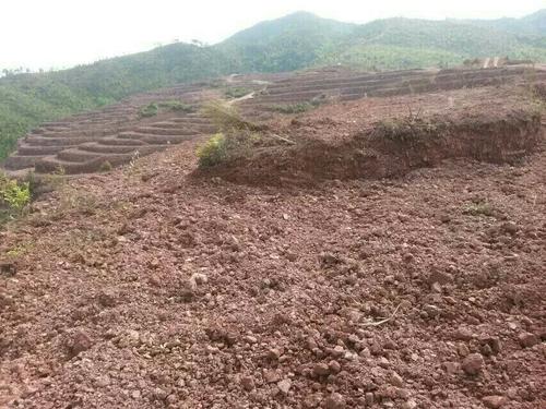 益阳市泥江口石子塘矿山生态葫芦娃官方下载入口网站——国家油茶林示范基地 益阳市泥江口石子塘矿山生态葫芦娃官方下载入口网站——国家油茶林示范基地